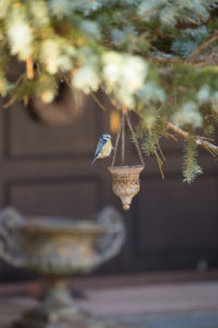 Eurasian blue tit, (Cyanistes caeruleus) sitting on a metal pot chain, Finland Eurasian blue tit, (Cyanistes caeruleus) sitting on a metal pot chain, Finland